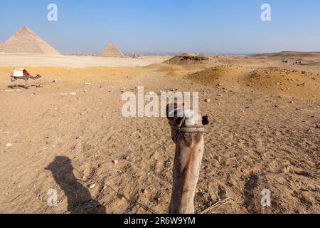 Vue depuis une promenade à dos de chameau près des pyramides de Khafre et de Menkaure, Gizeh, Égypte Banque D'Images