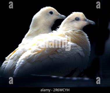 PIGEONS IMPÉRIAUX, BIRDWORLD, FARNHAM, SURREY. PIC MIKE WALKER 2023 Banque D'Images