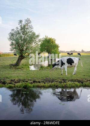 beaucoup de saules et de vaches noires et blanches tachetées en hollande entre amsterdam et utrecht Banque D'Images