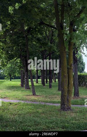 Pelouse avec des arbres et une haie le bordant au coucher du soleil Banque D'Images