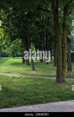 Pelouse avec des arbres et une haie le bordant au coucher du soleil Banque D'Images