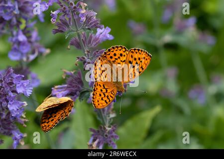 Un papillon Fritillaire brun élevé (Fabriciana adippe) sur des fleurs de menthe catalée pourpre. Banque D'Images