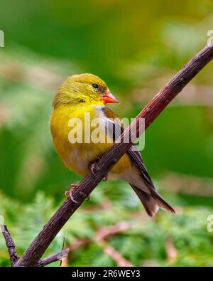 Vue de près de la femelle American Goldfinch perchée sur une branche avec un fond de forêt verte dans son environnement et son habitat. Portrait Finch. Banque D'Images