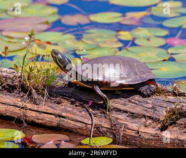 Tortue peinte vue rapprochée sur le côté reposant sur une bûche de mousse dans l'étang avec des coussins de nénuphars et montrant sa carapace de tortue, sa tête, ses pattes. Banque D'Images