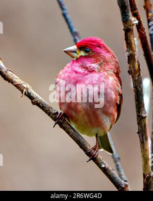 Vue rapprochée de l'avant de l'homme Finch, perchée sur une branche présentant un plumage de couleur rouge avec un fond marron dans son environnement et son habitat environnant. Banque D'Images
