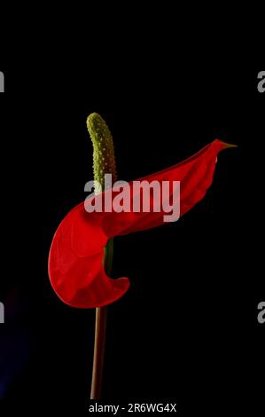 Anthurium, feuille rouge et étamine verte d'une fleur sur fond noir, photographié de près Banque D'Images