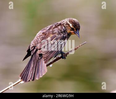 Vue arrière rapprochée pour jeunes Blackbird à ailes rouges, perchée sur une branche de queue d'aronde avec un arrière-plan coloré dans son environnement et son habitat entourant W Banque D'Images