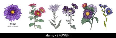 Aster septembre mois de naissance fleur vecteur coloré Illustration de Vecteur