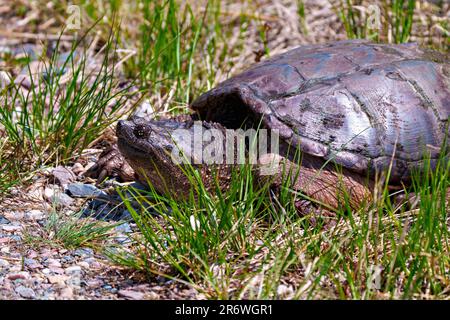 Tortue en gros plan vue de côté hors de l'eau et cherchant à trouver un emplacement de nid approprié dans son environnement et son habitat. Image de tortue. Banque D'Images