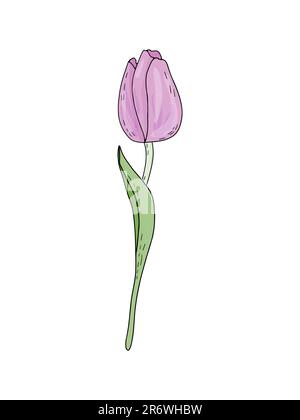 Tulipe rose printemps à dessin manuel avec feuillage isolé sur fond blanc pour la conception de mariage, cartes de vœux florales, affiches. Illustration de Vecteur