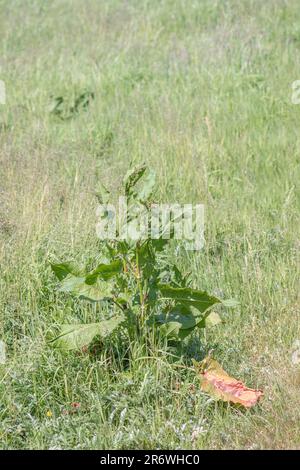 Grand spécimen de l'herbe du Royaume-Uni commune large-leaved Dock / Rumex obtusifolius dans le champ ensoleillé de foin. Mauvaises herbes agricoles gênantes, autrefois utilisées à des fins médicales. Banque D'Images