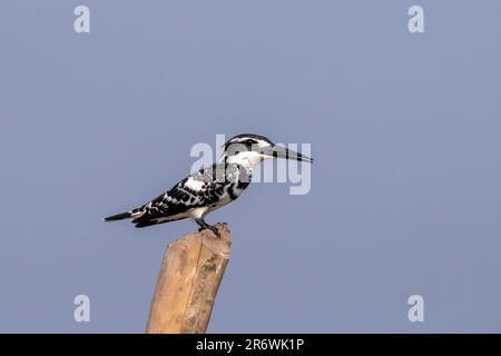 Pied kingfisher (Ceryle rudis), une espèce de kingfisher aquatique, observé à Gajoldaba au Bengale occidental, en Inde Banque D'Images