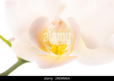 Image isolée d'une seule grande fleur blanche à fleur pleine et détail jaune subtil, se tenant sur un fond blanc Uni Banque D'Images