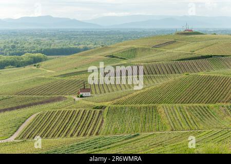 Eichert Kapelle dans le vignoble au printemps. Sasbach am Kaiserstuhl, Emmendingen Bade-Wurtemberg, Allemagne, Europe. Banque D'Images