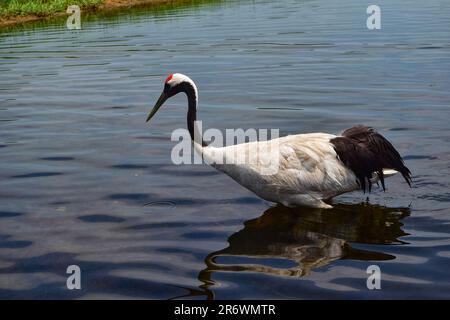 Découvrez l'élégance sereine d'une grue ensoleillée dans son habitat naturel, une harmonie captivante de grâce, des plumes radiantes et un environnement luxuriant. Banque D'Images