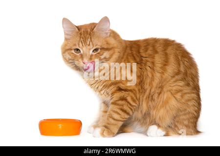 Le chat au gingembre liche ses lèvres près d'un bol orange, isolé sur fond blanc Banque D'Images