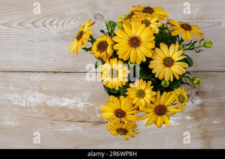 Marguerite africaine, Osteospermum, fleurs délicates dans la couleur chaude jaune ensoleillé, plante ornementale en pleine floraison, vue de dessus, composition sur un délicat WO Banque D'Images