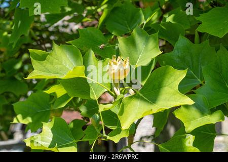 American Tulip Tree (Liriodendron Tulipfera) dans le parc arboré East Sussex Churcheryard, Royaume-Uni Banque D'Images