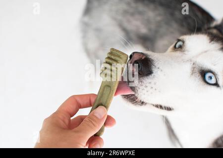 Concept de soins dentaires pour chiens. Husky sibérien avec gâteries dentaires. La main donnant le cadeau à un chien. Banque D'Images