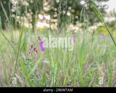 daboecia cantabrica colse up vue en fleurs dans un pré en été Banque D'Images