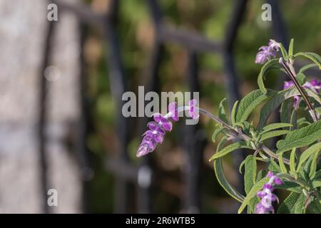 la fleur de salvia leucantha fleurit dans une plante mexicaine de sauge de brousse en été avec la lumière du soleil Banque D'Images