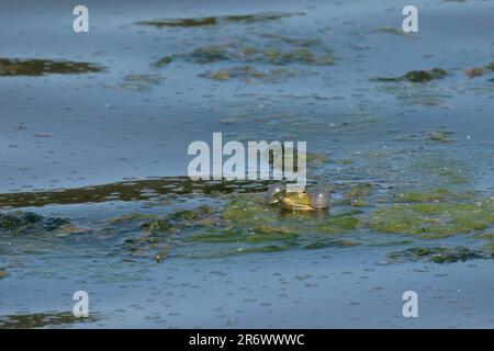 La grenouille de marais Rana ridibunda, appelant dans les saces vocales mâles de lac se sont gonflées flottant dans le lac près de la mauvaise, les yeux de museau pointés se ferment ensemble vert au-dessus et blanc Banque D'Images