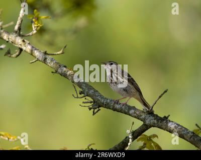 Arbre pipit, Anthus trivialis, oiseau unique dans l'arbre, Staffordshire, mai 2023 Banque D'Images