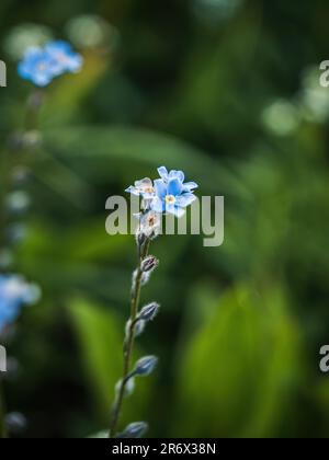 Fleur sauvage bleue Forget-me-not, Myosotis arvensis en Autriche, Carinthie Banque D'Images