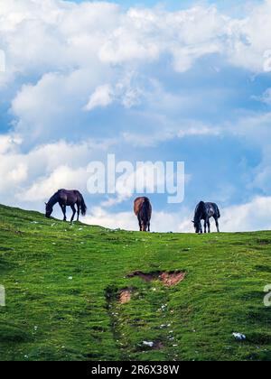Trois chevaux sauvages paître sur une colline avec un ciel bleu ciel bleu et bleu dramatique sur un pré vert d'été en Autriche, Carinthie, Villach, Dobratsch Banque D'Images