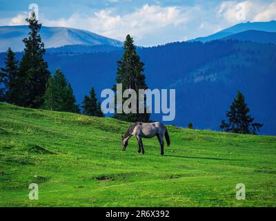 Un seul cheval gris sauvage broutage sur une colline avec ciel bleu ciel bleu spectaculaire sur un pré vert d'été en Autriche, Carinthie, Dobratsh, Villach Banque D'Images