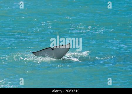 Baleine noire dans la péninsule de Valdes, province de Chubut, Patagonie, Argentine Banque D'Images