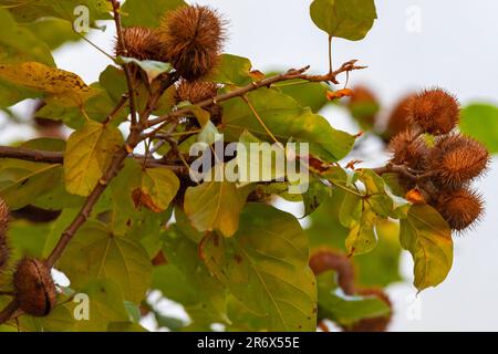 L'usine d'Annato connaît aussi comme urucum. Il s'agit d'un condiment rougeâtre dérivé de l'arbre Bixa Orellana. Gastronomie. Médecine.Urucum fruit Banque D'Images