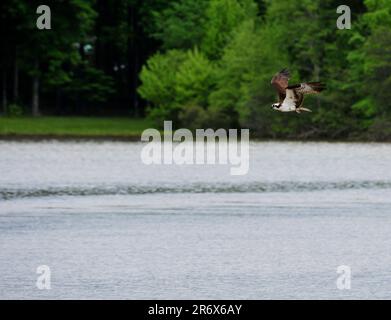 Osprey en vol au-dessus de poissons de chasse d'eau Banque D'Images