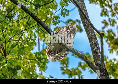 Hibou. Randonnée dans la forêt canadienne à la recherche d'oiseaux sauvages. J'ai trouvé un hibou qui a tourné la tête. Je sais où la trouver. Je la rerencontrerai. Banque D'Images