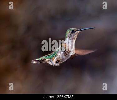 Colibris. Dans un jardin surcultivé de Barrie, en Ontario, les plus petits oiseaux volent vers les fleurs colorées pour se nourrir du nectar de fleurs douces. Banque D'Images