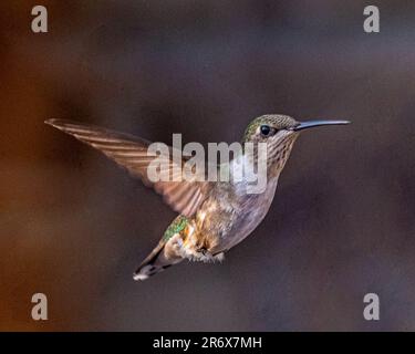 Colibris. Dans un jardin surcultivé de Barrie, en Ontario, les plus petits oiseaux volent vers les fleurs colorées pour se nourrir du nectar de fleurs douces. Banque D'Images