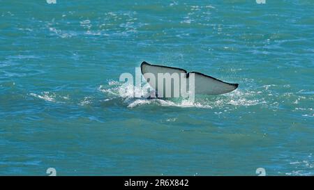 Baleine noire dans la péninsule de Valdes, province de Chubut, Patagonie, Argentine Banque D'Images