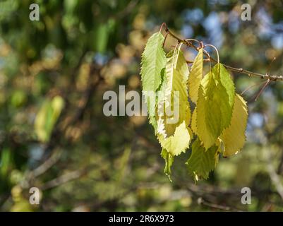 Gros plan des feuilles séchées sur la branche Banque D'Images