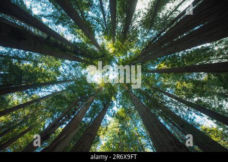 Cathedral Grove dans la vallée de Muir Banque D'Images