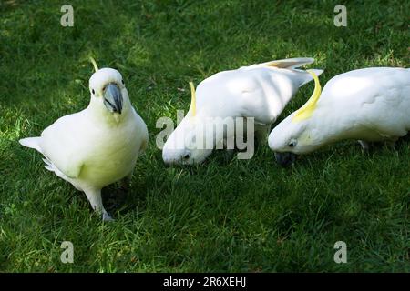 Sulphur Crested Cockatoos sont en plein essor dans le parc national des Blue Mountains, en Nouvelle-Galles du Sud, en Australie Banque D'Images