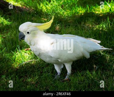 Sulphur Crested Cockatoos sont en plein essor dans le parc national des Blue Mountains, en Nouvelle-Galles du Sud, en Australie Banque D'Images