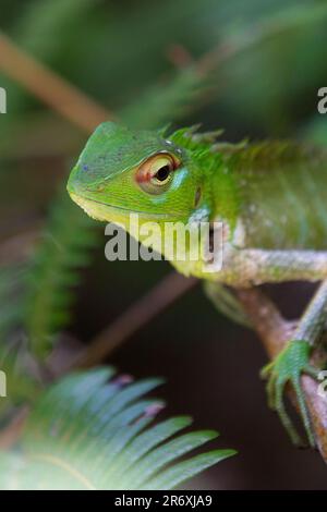 Lézard de forêt verte commune (calotes calotes), forêt tropicale et arboretum de Kottawa, Sri Lanka. Banque D'Images