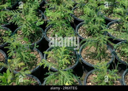 Araucaria parapluie pin petites plantes dans une pépinière à vendre Banque D'Images