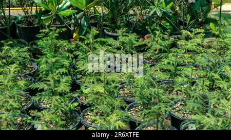 Araucaria petits arbres poussant en pépinière Banque D'Images