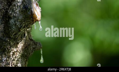 Suintement de résine d'une branche de sapin blessée. Gros plan sur de la verdure floue, grande taille de bannière avec place pour le texte Banque D'Images