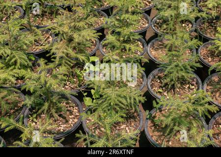 Petits plants d'araucaria en pépinière Banque D'Images