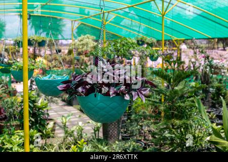 Tradescantia zebrina errant juif dans un panier suspendu Banque D'Images