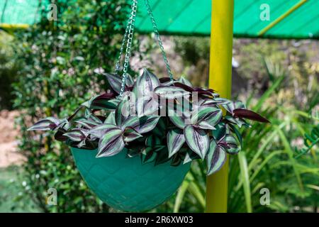 Tradescantia zebrina, ou Zebrina pendula, également connue sous le nom d'usine de Jew errante dans un panier suspendu. Banque D'Images