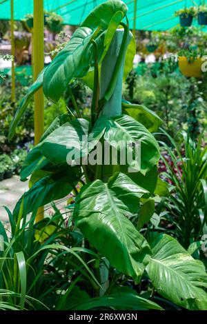 Epipremnum pothos Money Plant closeup Banque D'Images