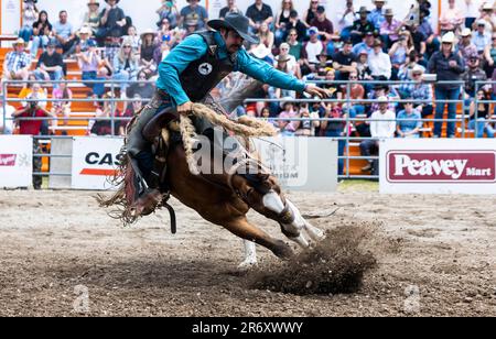 Milton, Canada. 11th juin 2023. Un cow-boy participe à l'épreuve de selle bronzée lors de la tournée de rodéo RAM 2023 à Milton, Ontario, Canada, on 11 juin 2023. Credit: Zou Zheng/Xinhua/Alamy Live News Banque D'Images